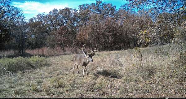 20 Acres of Land for Sale in Perrin, Texas