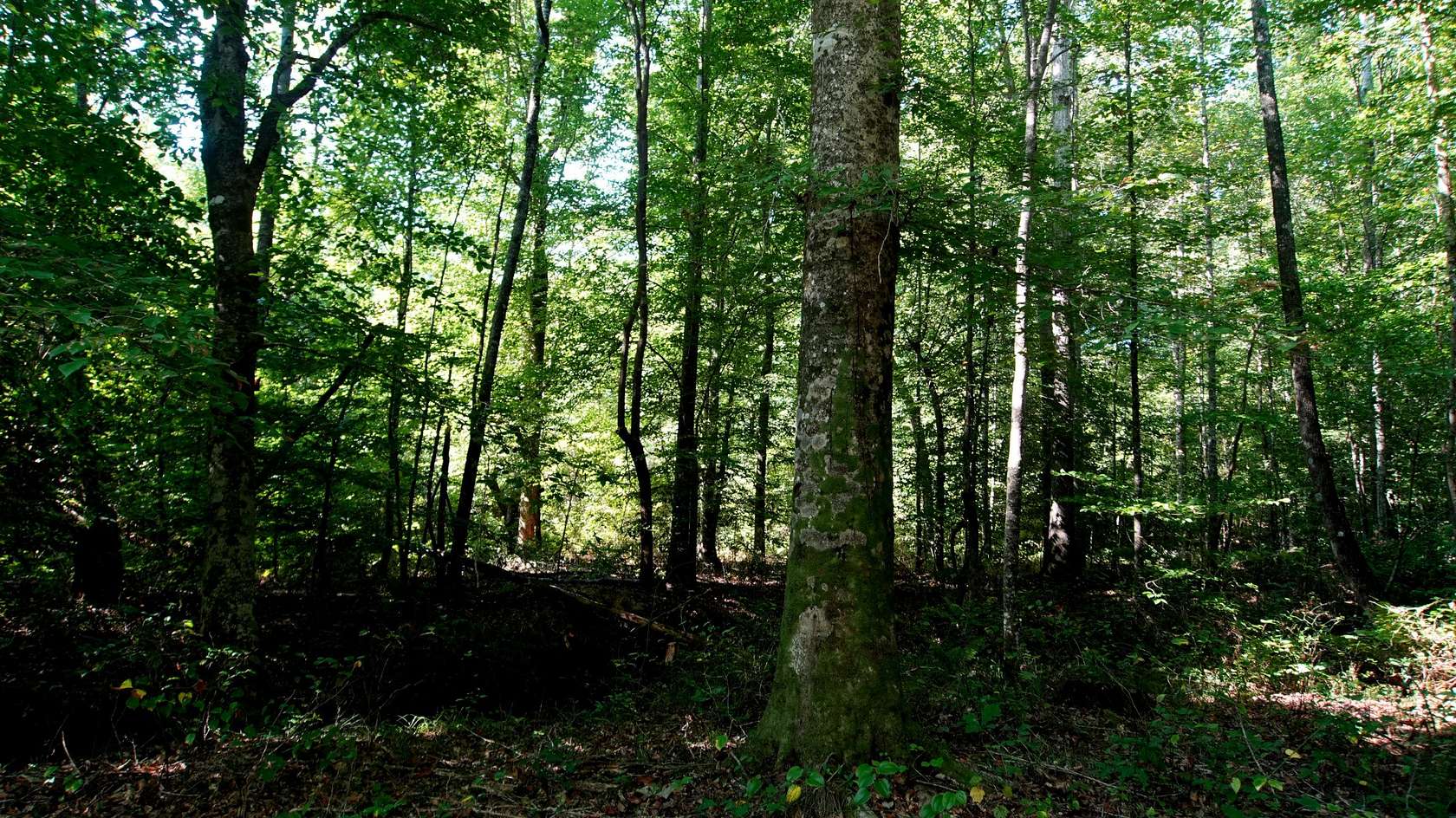 160 Acres of Recreational Land for Sale in Cherokee, Alabama