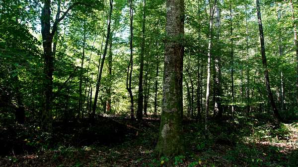 160 Acres of Recreational Land for Sale in Cherokee, Alabama