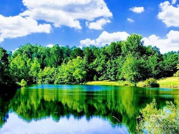 80 Acres of Recreational & Residential Land for Sale in Millry, Alabama