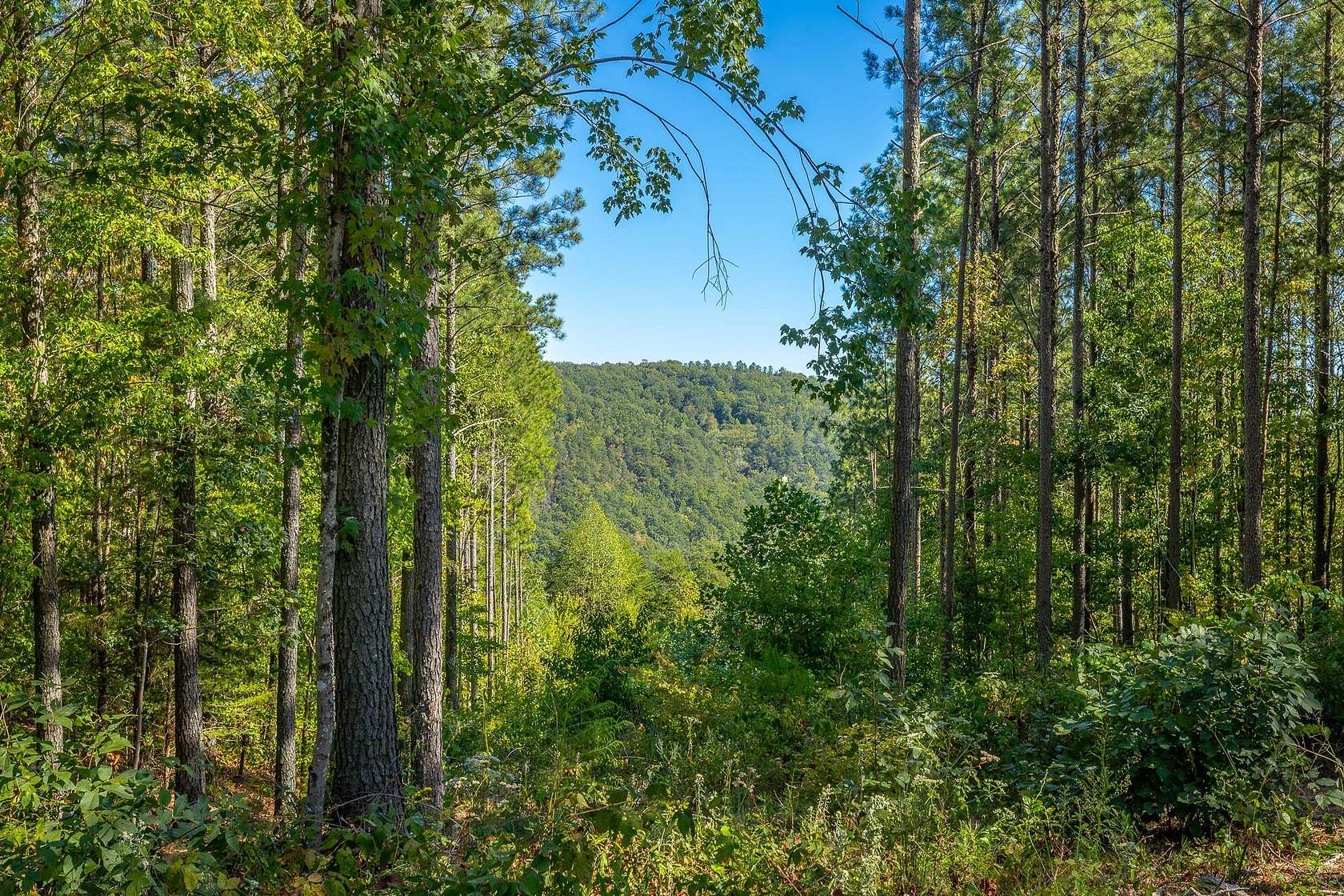2.77 Acres of Residential Land for Sale in Haletown, Tennessee