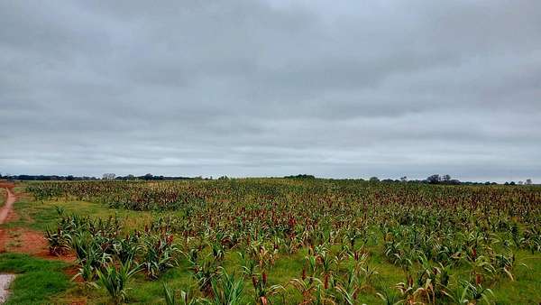80 Acres of Agricultural Land for Sale in Crescent, Oklahoma