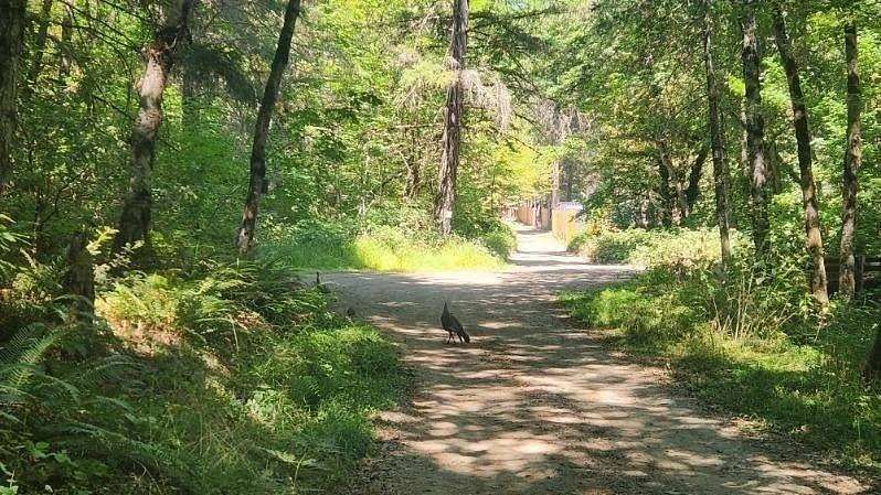 10 Acres of Land for Sale in Wolf Creek, Oregon