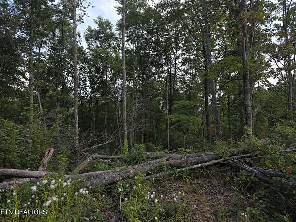 12.1 Acres of Land for Sale in Sunbright, Tennessee