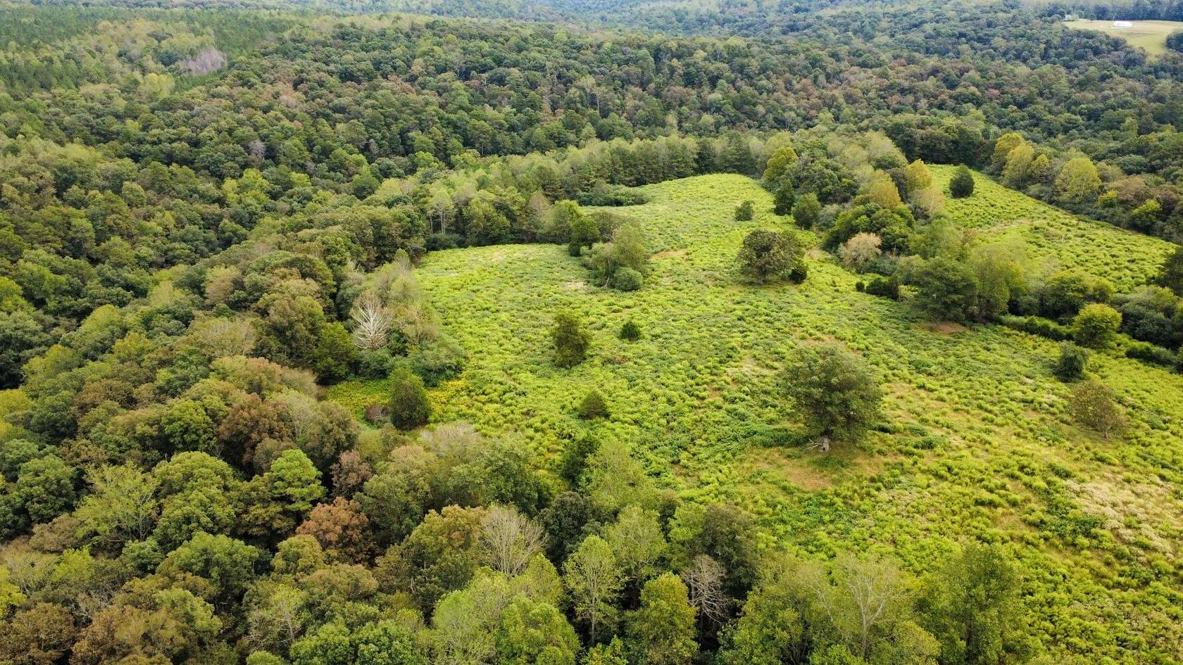75.1 Acres of Land for Sale in Addison, Alabama