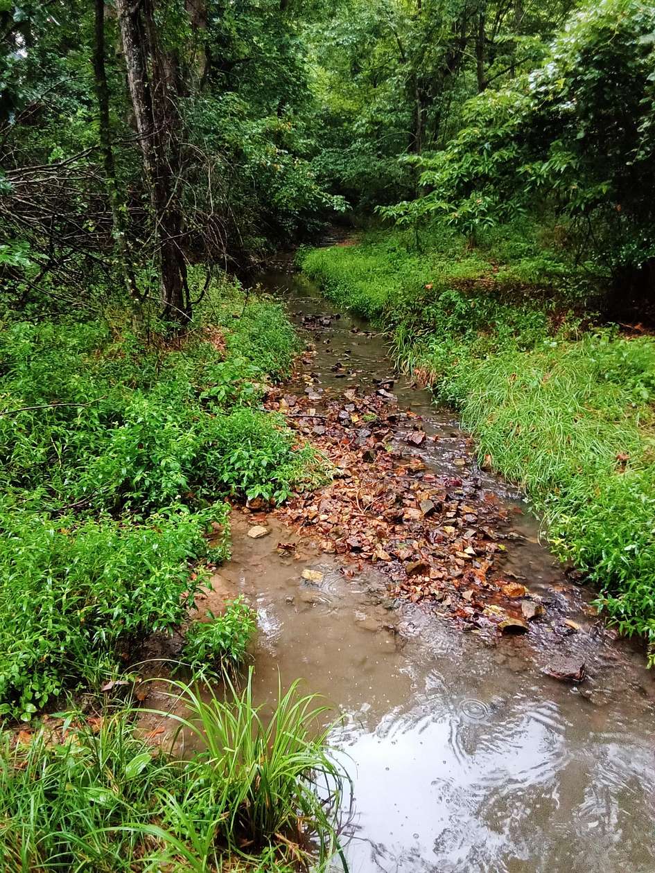 6.24 Acres of Land for Sale in Buffalo, Missouri