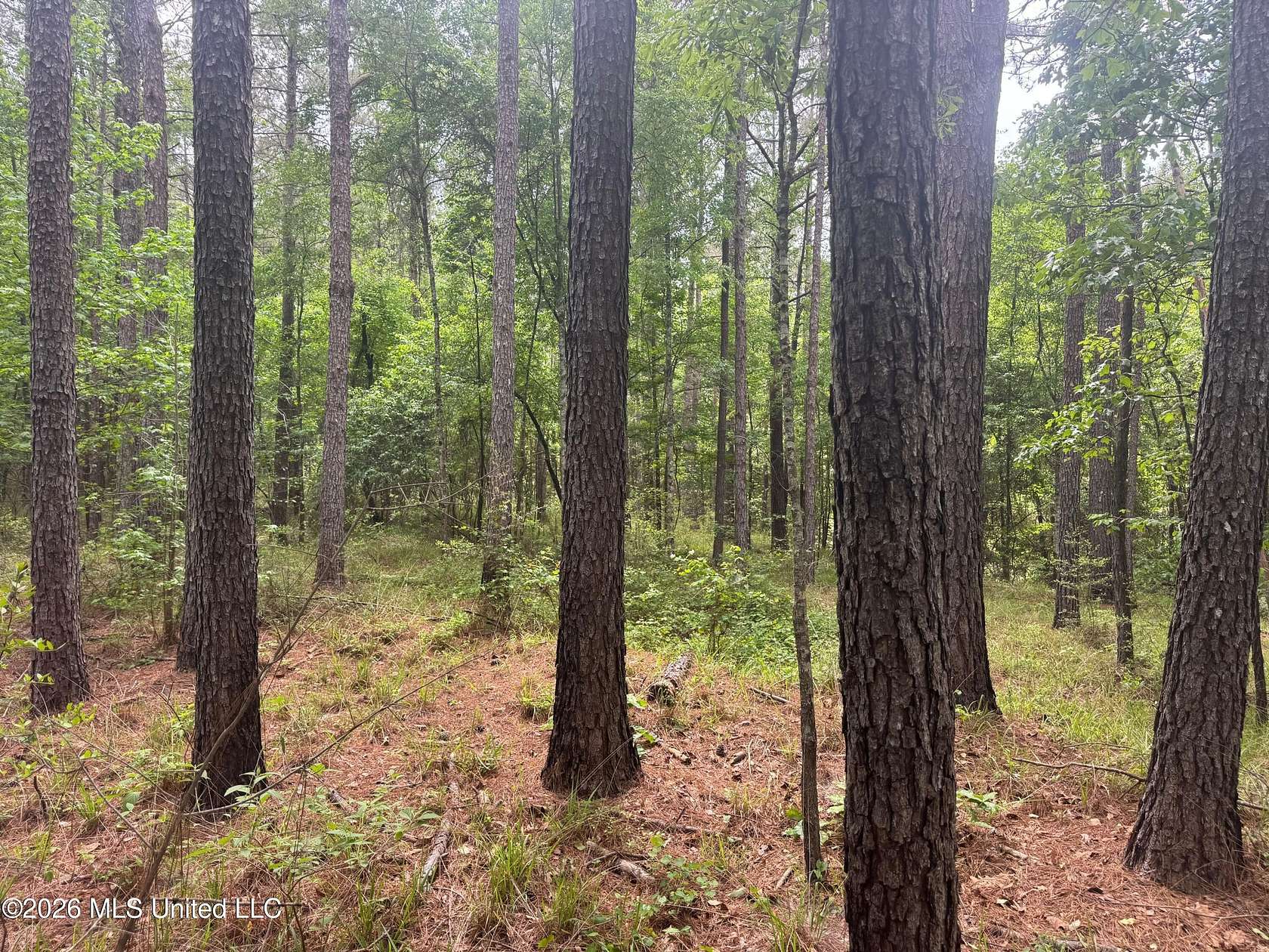 72 Acres of Recreational Land for Sale in Pinola, Mississippi