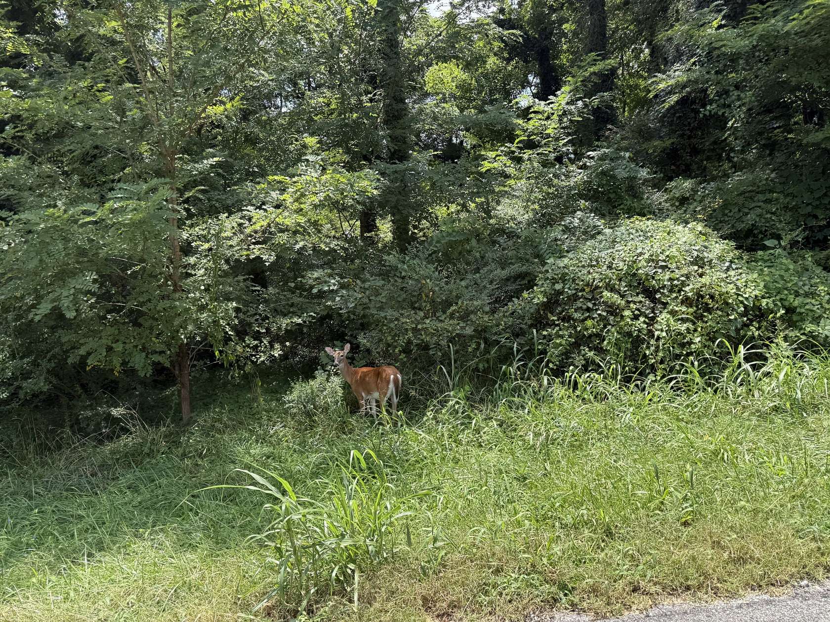 4.47 Acres of Residential Land for Sale in Columbia, Tennessee