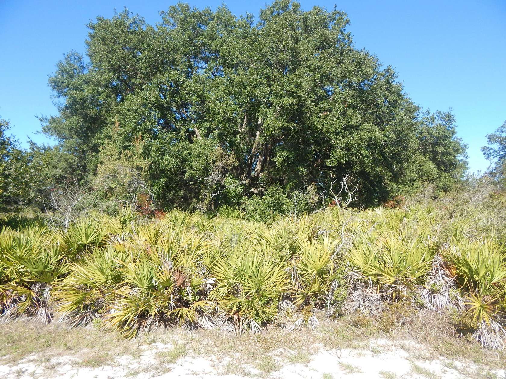 0.53 Acres of Residential Land for Sale in Indian Lake Estates, Florida