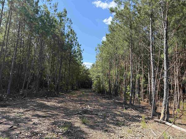 23.2 Acres of Recreational Land for Sale in Nichols, South Carolina