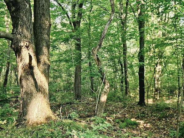 80 Acres of Land for Sale in Brantwood, Wisconsin