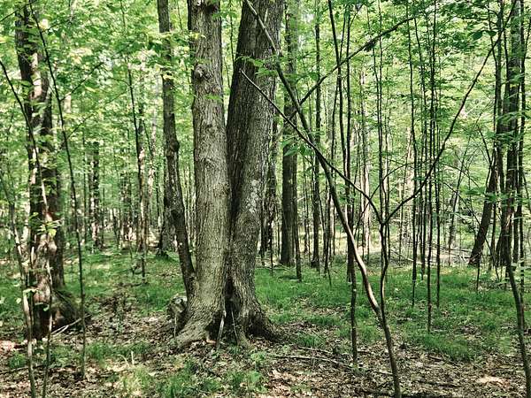 40 Acres of Land for Sale in Brantwood, Wisconsin