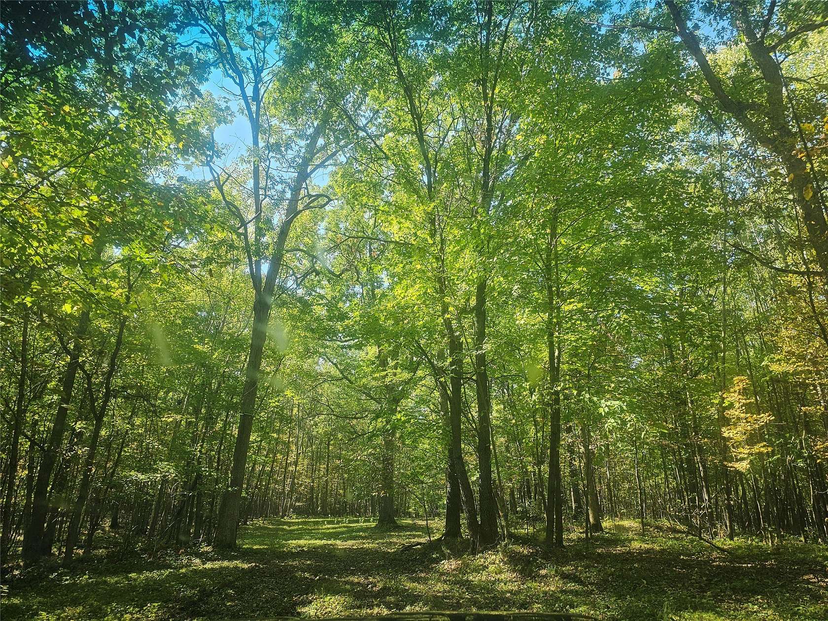 50 Acres of Recreational Land for Sale in Danbury, Wisconsin