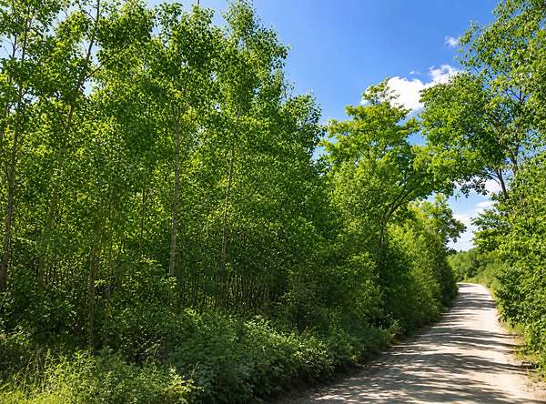 5.3 Acres of Land for Sale in Remer, Minnesota