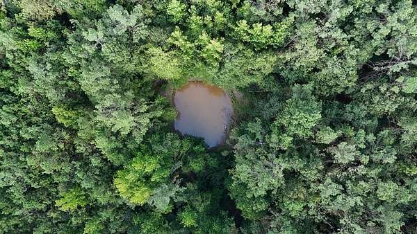 48 Acres of Land for Sale in Burnsville, Mississippi