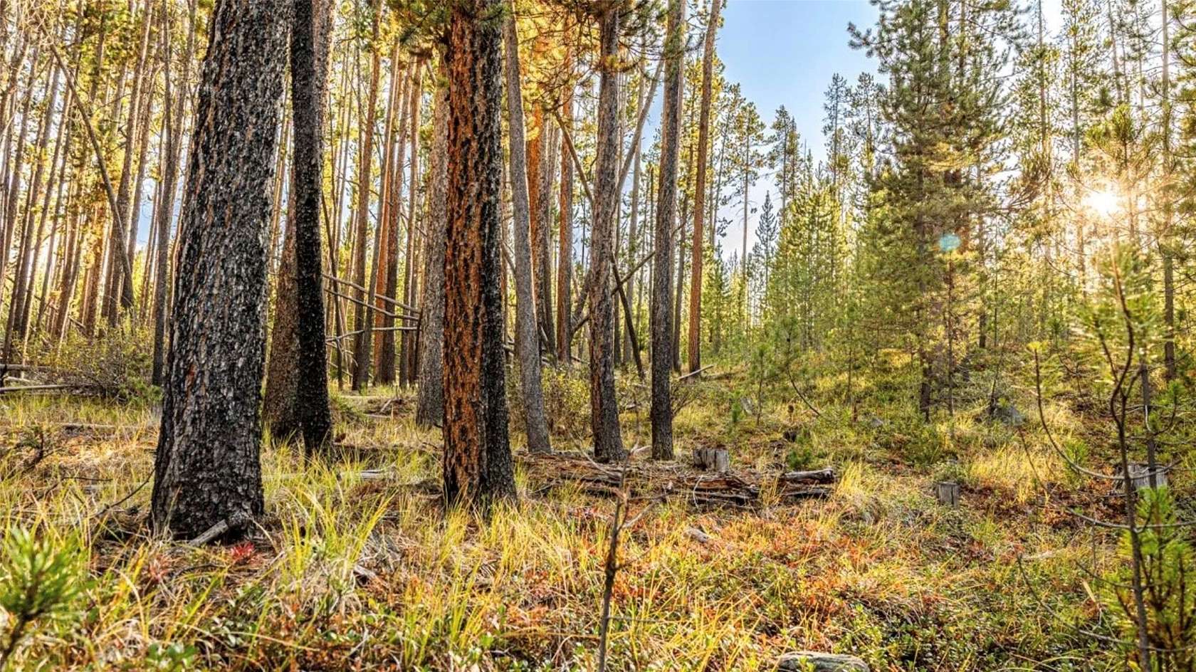 5 Acres of Residential Land for Sale in Anaconda, Montana
