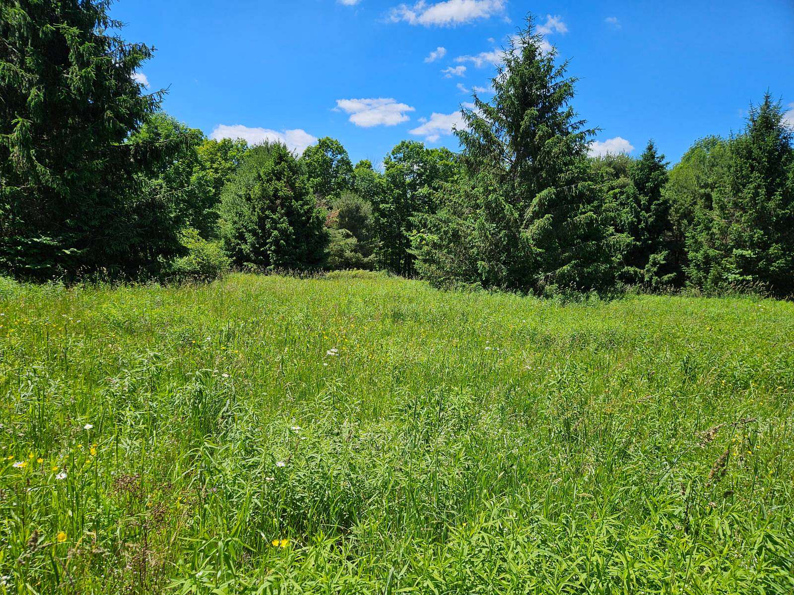 5 Acres of Land for Auction in Franklinville Town, New York