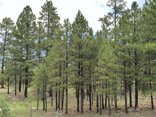 1.86 Acres of Residential Land for Sale in Happy Jack, Arizona