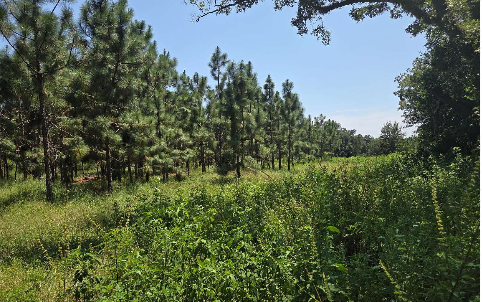 14 Acres of Agricultural Land for Sale in Live Oak, Florida