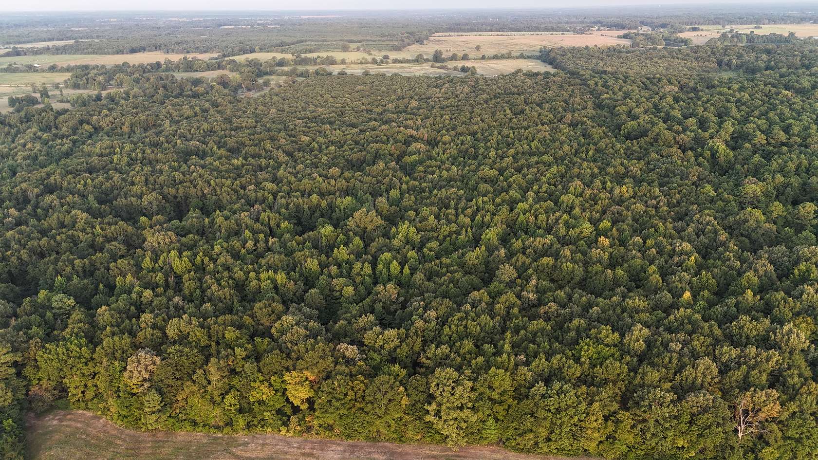 81.6 Acres of Land for Sale in Ashdown, Arkansas