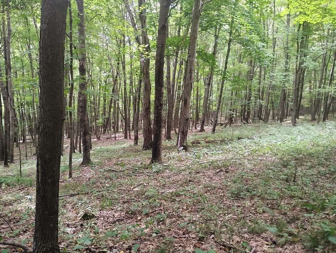 62.5 Acres of Land for Sale in Colfax, Wisconsin
