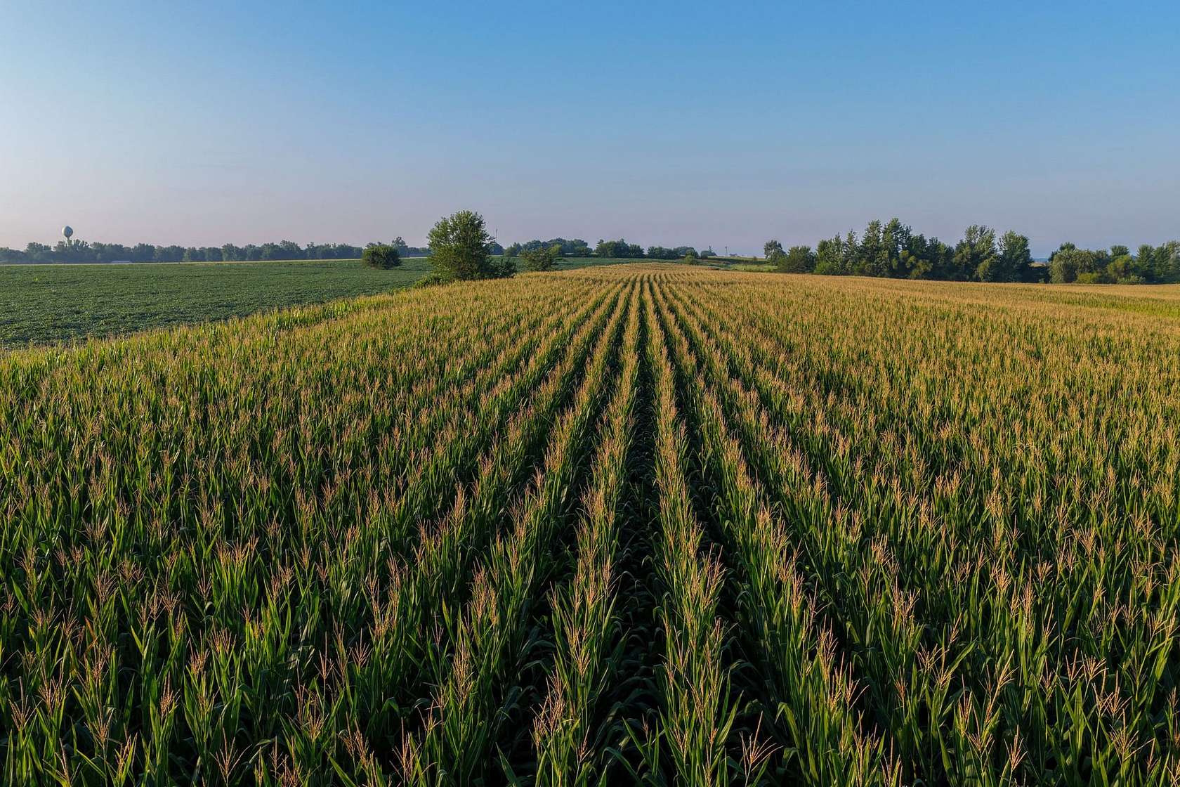 49.5 Acres of Land for Sale in Grandview, Iowa