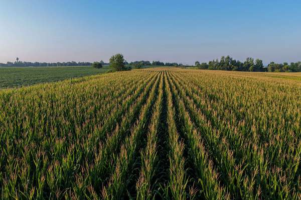 49.5 Acres of Land for Sale in Grandview, Iowa