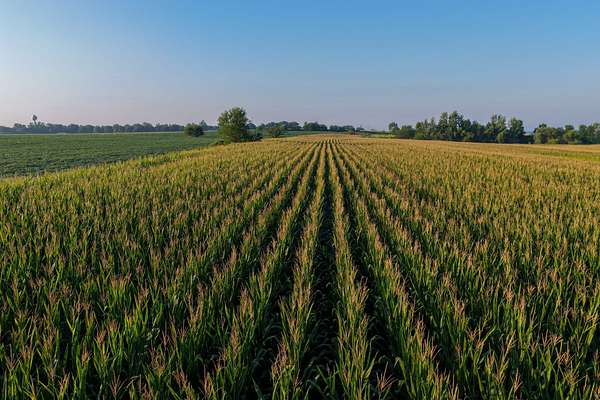 49.5 Acres of Land for Sale in Grandview, Iowa