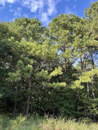 40 Acres of Recreational Land for Sale in Murfreesboro, Arkansas