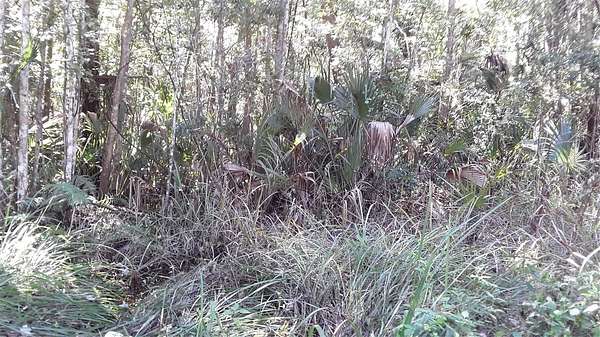 1.25 Acres of Land for Sale in Okeechobee, Florida