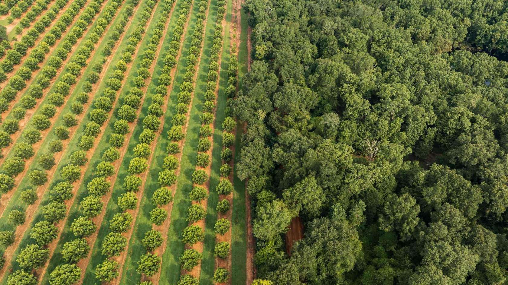 1,916 Acres of Land for Sale in Albany, Georgia