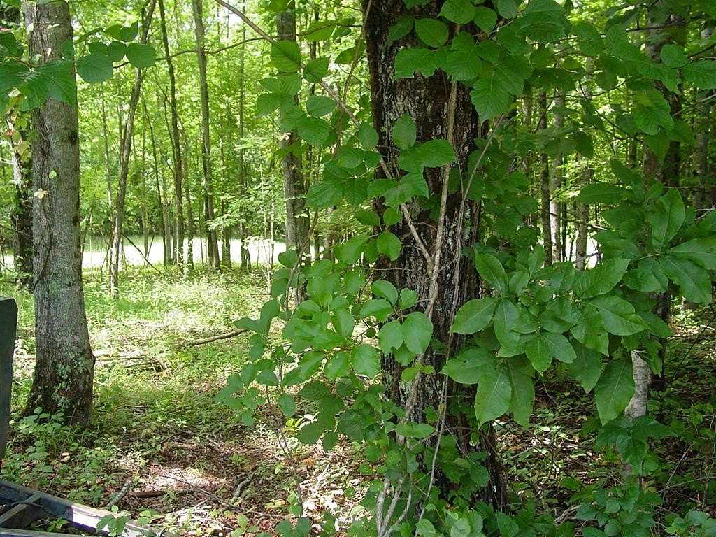 0.59 Acres of Residential Land for Sale in Hayesville, North Carolina