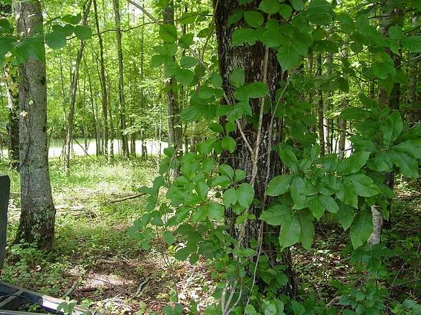 0.59 Acres of Residential Land for Sale in Hayesville, North Carolina