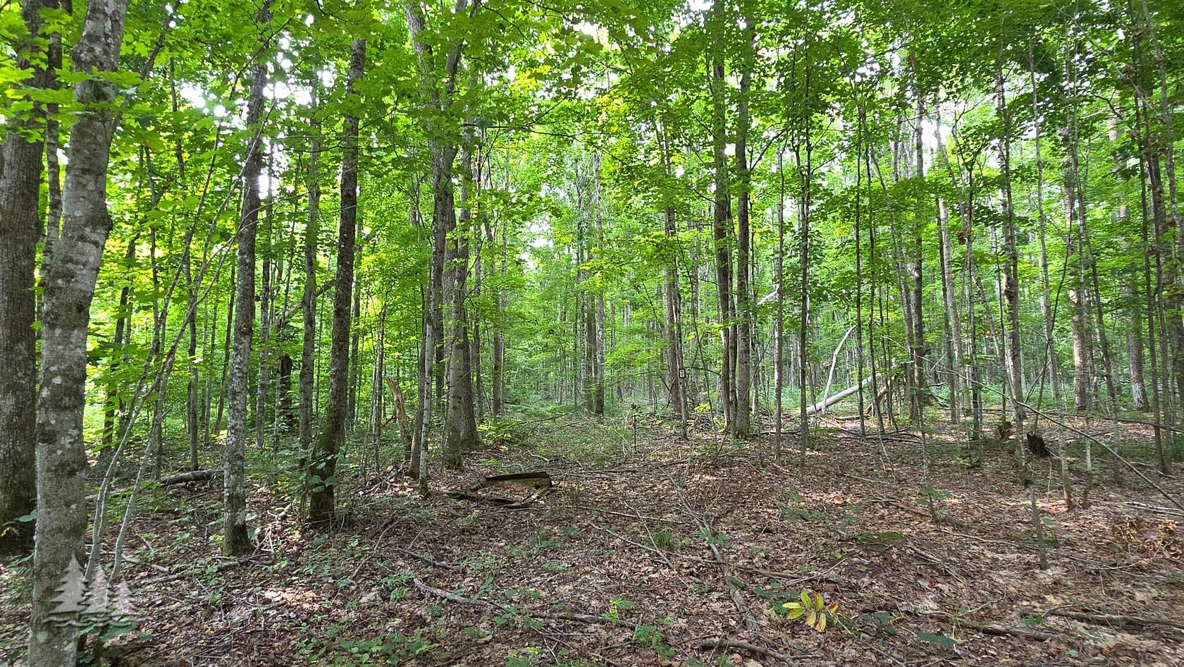 4.13 Acres of Land for Sale in Vanderbilt, Michigan