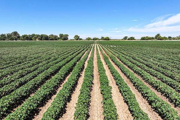 520 Acres of Agricultural Land for Sale in Lemoore, California