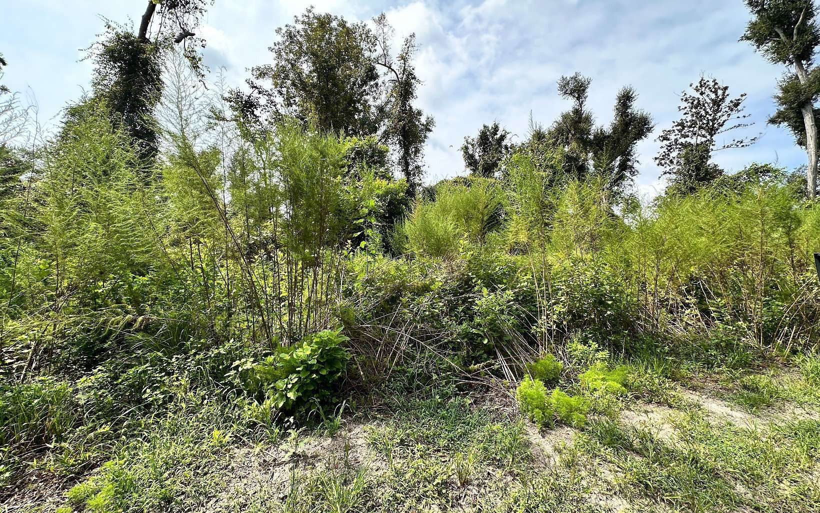 1.1 Acres of Land for Sale in Mayo, Florida