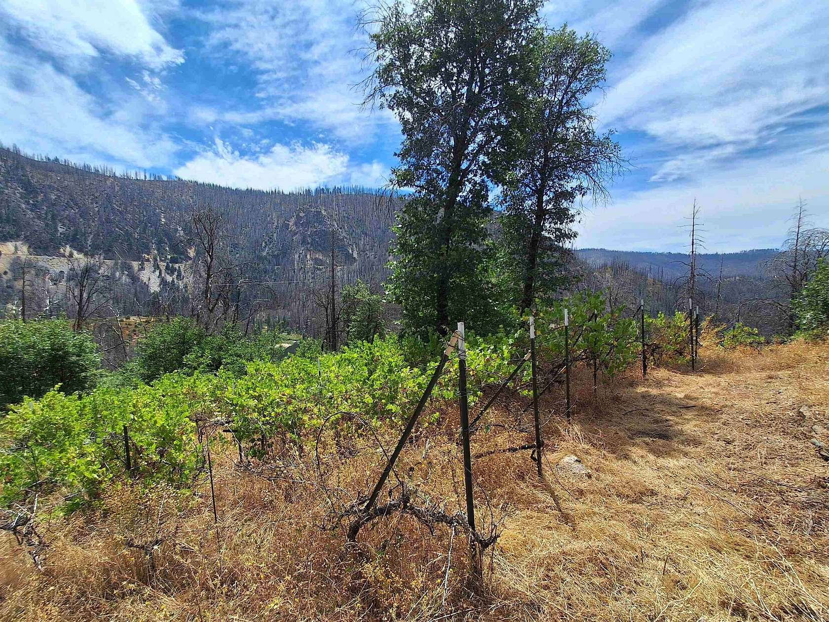 0.65 Acres of Residential Land for Sale in Crescent Mills, California