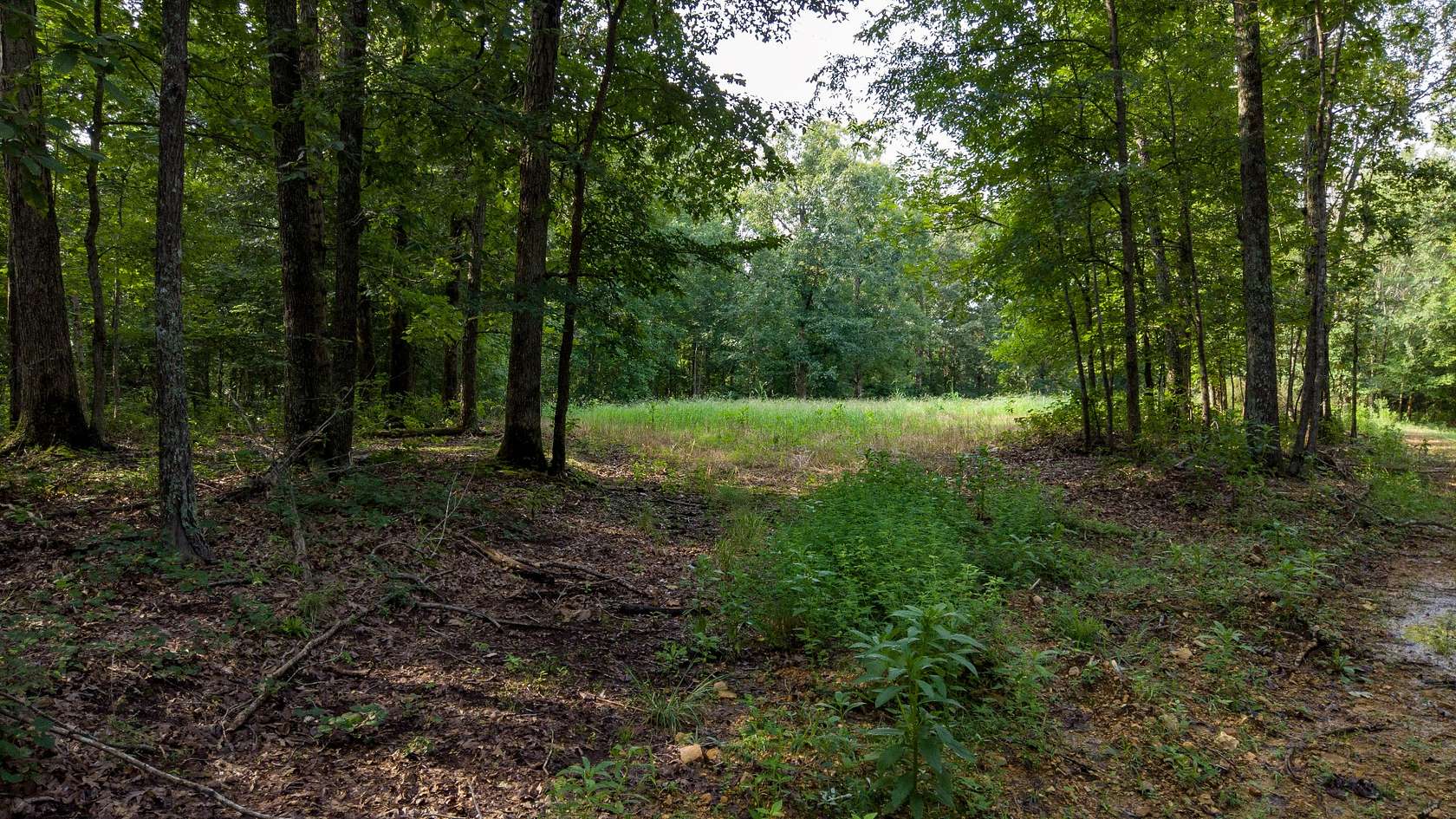 647 Acres of Land for Sale in Waverly, Tennessee