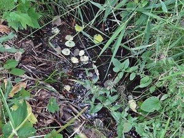 1.34 Acres of Land for Sale in Red Feather Lakes, Colorado