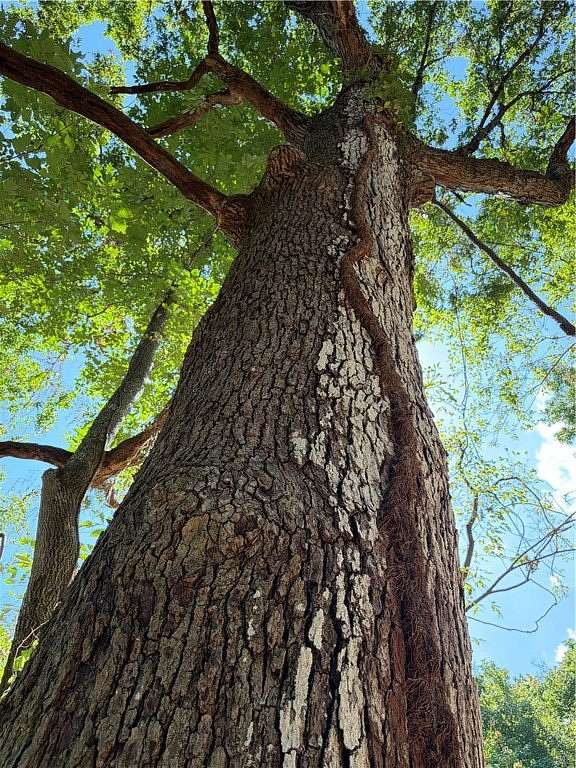 5 Acres of Land for Sale in Summers, Arkansas