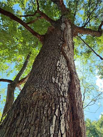 5 Acres of Land for Sale in Summers, Arkansas