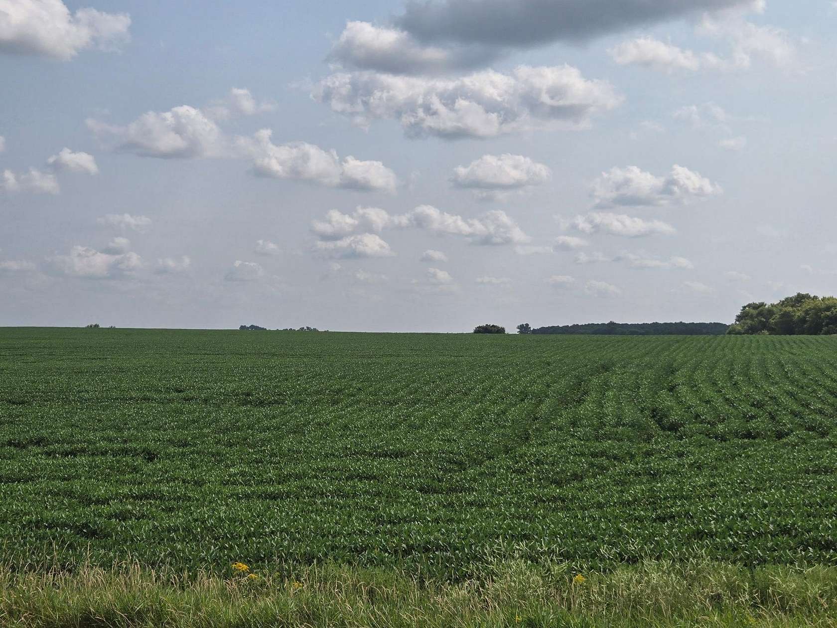 131 Acres of Agricultural Land for Auction in Donnelly, Minnesota