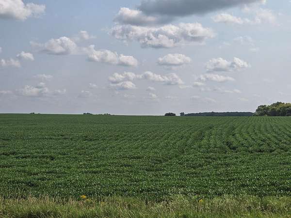 131 Acres of Agricultural Land for Auction in Donnelly, Minnesota