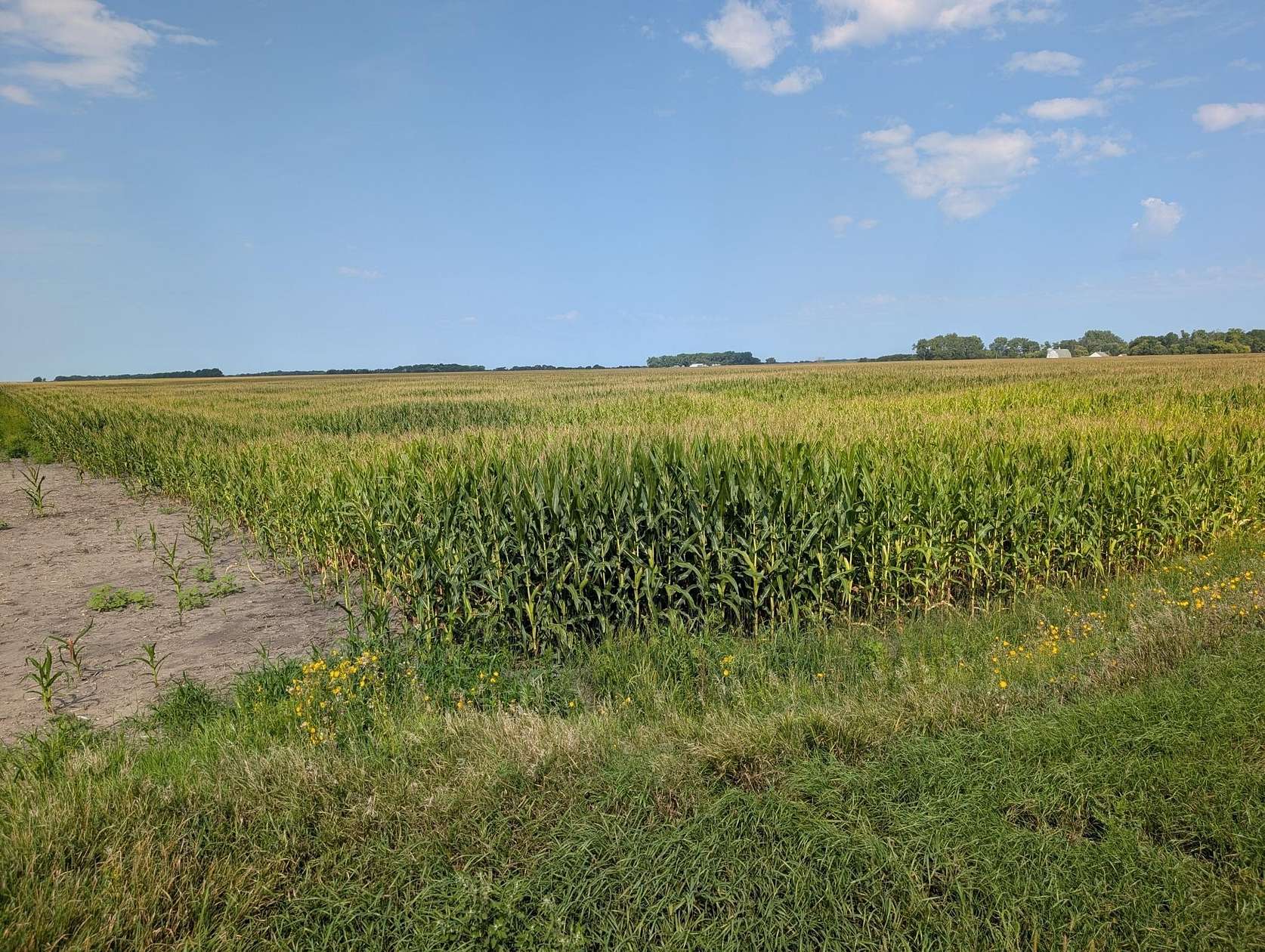 152 Acres of Agricultural Land for Auction in Chokio, Minnesota