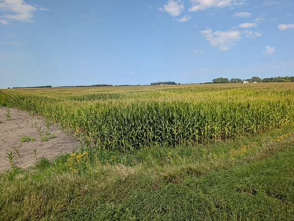152 Acres of Agricultural Land for Auction in Chokio, Minnesota