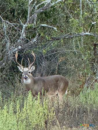 19.6 Acres of Recreational Land for Sale in Shiner, Texas