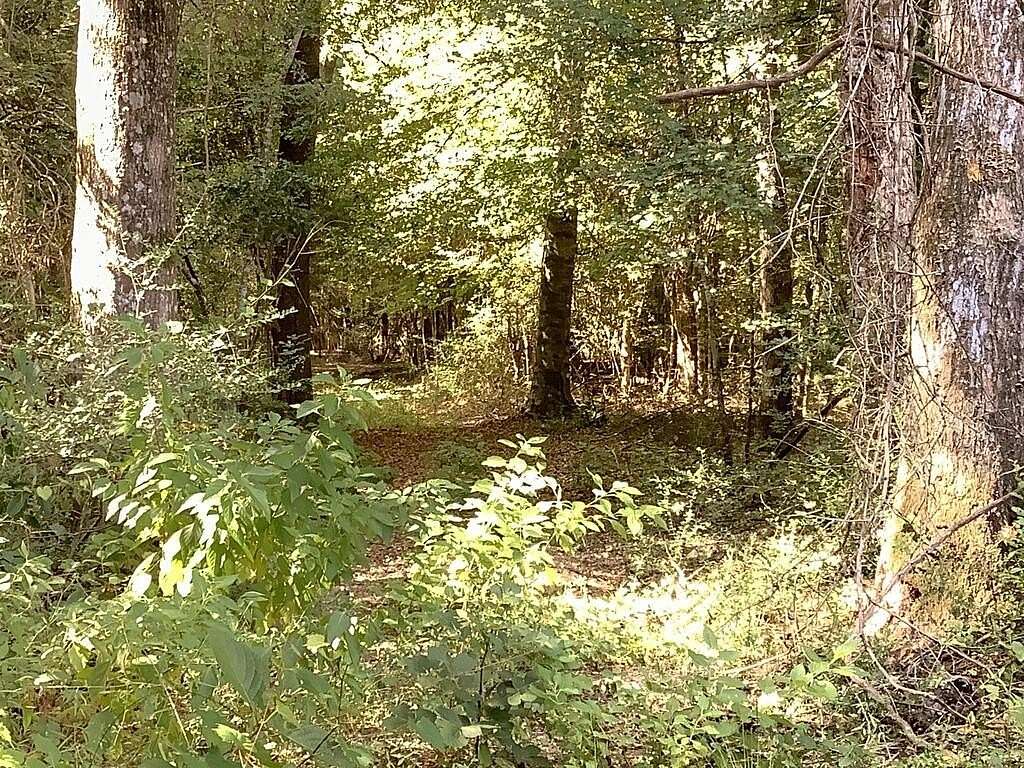 28.6 Acres of Recreational Land for Sale in Jasper, Texas