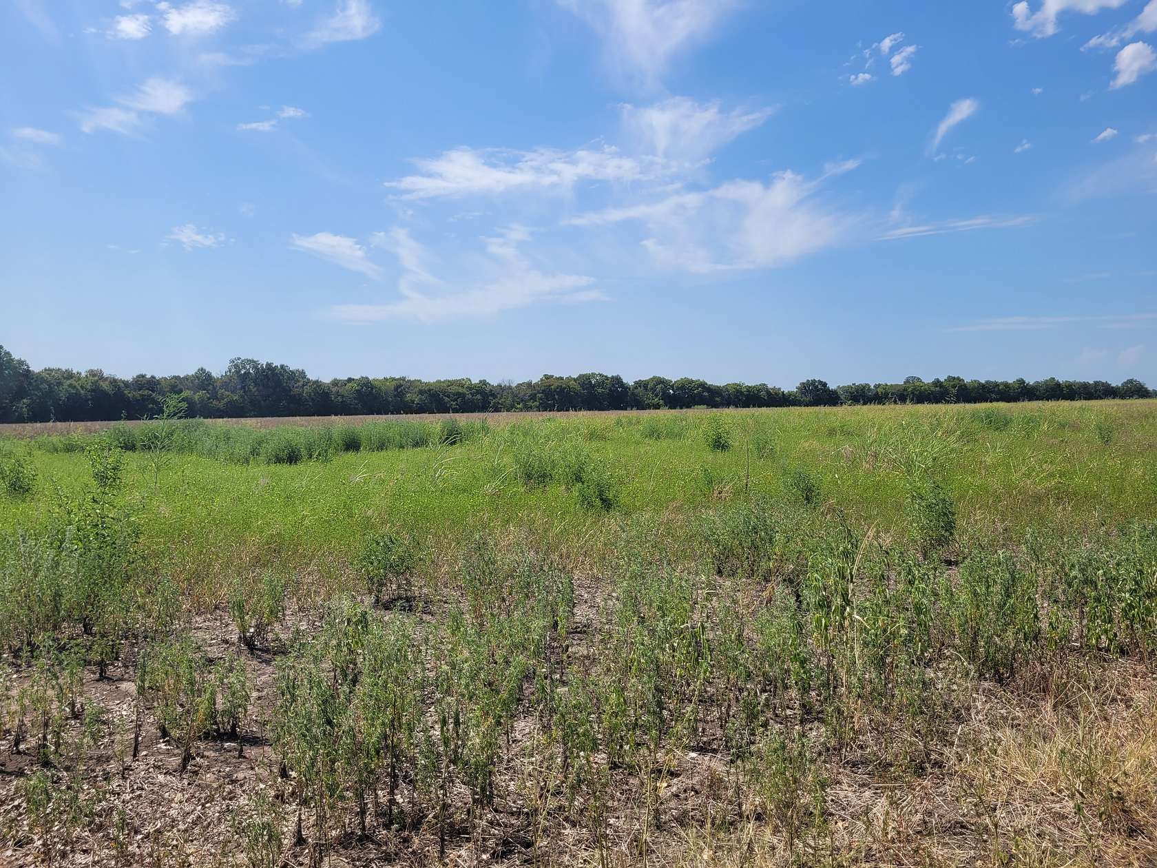 10 Acres of Land for Sale in Clarksville, Texas