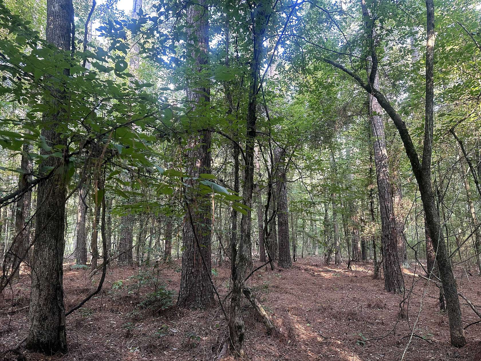 40 Acres of Land for Sale in Hampton, Arkansas