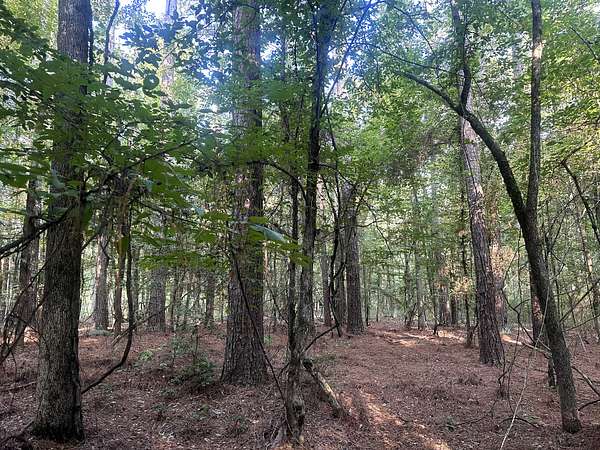 40 Acres of Land for Sale in Hampton, Arkansas